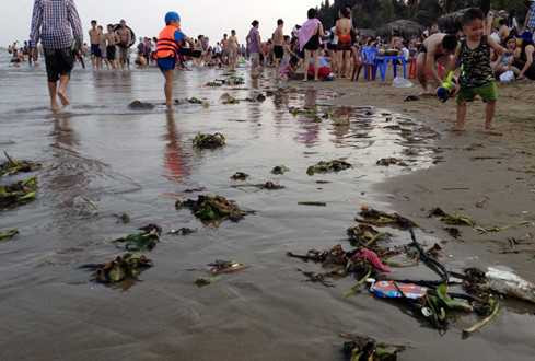Rác thải của du khách và bèo tây từ cửa sông Lạch Trường dạt vào khiến một số khu vực thuộc bãi biển Hải Tiến (H.Hoằng Hóa, Thanh Hóa) nhếch nhác
