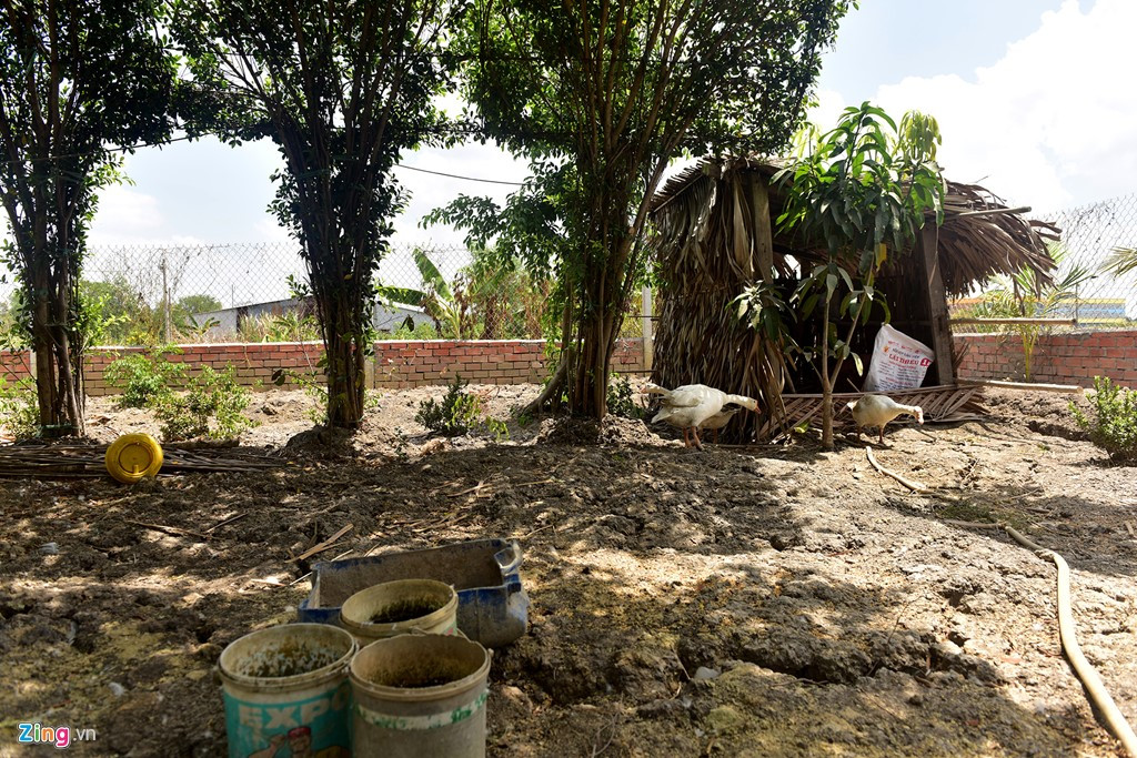 Ảnh: Bên trong khu đất của người bị khởi tố vì dựng chòi vịt