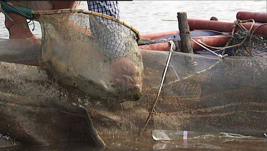 Cá được vớt lên thử nghiệm