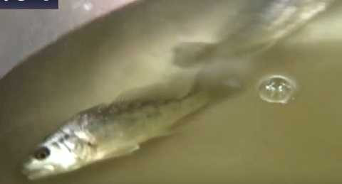 Ảnh hậu trường clip thử nghiệm cá chết sau 2 phút bơi trong nước biển Vũng Áng