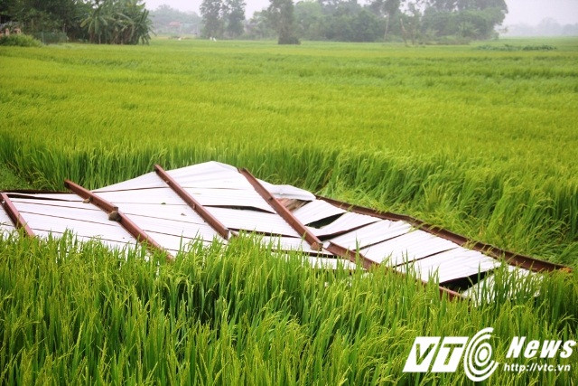 Nhiều mái nhà lợp bằng tôn bị lốc xoáy cuốn ra ruộng lúa. khoảng 150 ha lúa bị ngã đổ. Đặc biệt, trận lốc xoáy kèm theo mưa đá này cũng khiến 3 người dân bị thương nhẹ. 