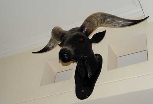 Chiếc đầu bò tót treo trong nhà Minh Béo. Chiếc đầu bò tót treo trong nhà Minh Béo.