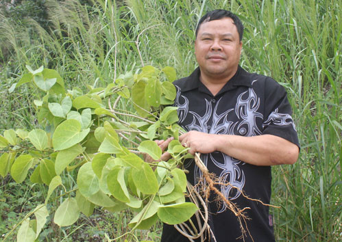 Ông lang Út đi rừng lấy thuốc