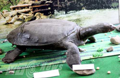 Tiêu bản giải ở Hòa Bình Tiêu bản giải ở Hòa Bình