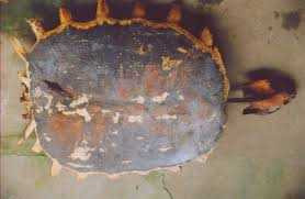 Con giải nặng 1,4 tạ săn được ở Yên Bái, có mai bằng chiếc mâm Con giải nặng 1,4 tạ săn được ở Yên Bái, có mai bằng chiếc mâm