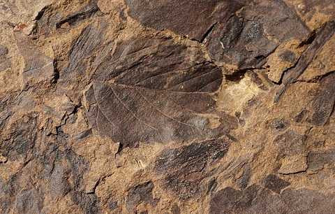 Tìm thấy hàng trăm mảnh hóa thạch cháy đen ở nhiều điểm khai quật tại Patagonia. Ảnh Dailymail Tìm thấy hàng trăm mảnh hóa thạch cháy đen ở nhiều điểm khai quật tại Patagonia. Ảnh Dailymail