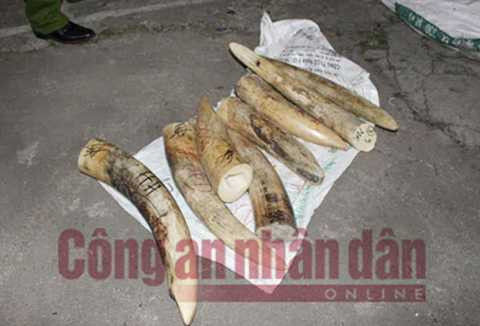 17 bao tải chứa 107 đoạn ngà voi.