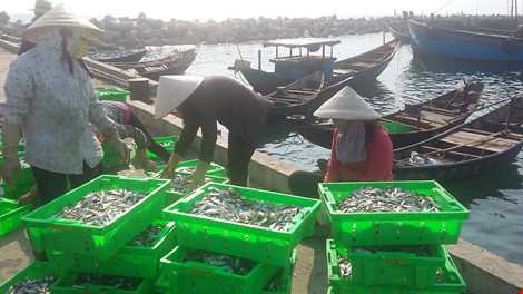 Trong sáng 5-5, ngư dân xã Kỳ Lợi vẫn nhộn nhịp thu gom cá biển từ các thuyền vừa cập bến. Ảnh: TP
