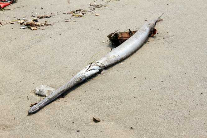 Cá chìa vôi nằm trên bờ biển Mân Thái sáng 27-4 - Ảnh: Đoàn Cường