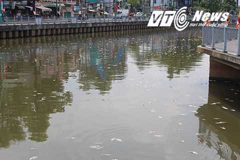 Cá chết trắng xóa bên bờ kênh Cá chết trắng xóa bên bờ kênh