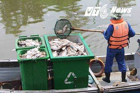 Công nhân môi trường vẫn đang nỗ lực vớt số cá chết nổi trên kênh Công nhân môi trường vẫn đang nỗ lực vớt số cá chết nổi trên kênh