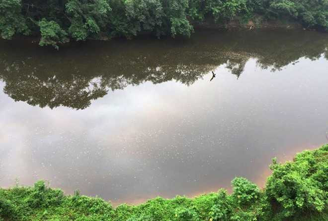 Nước sông Bưởi chuyển màu đục, nổi bọt trắng do bị ô nhiễm. Ảnh: N.D.