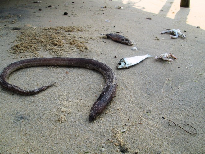 Cá chết nằm trên bờ biển ở huyện Phú Lộc, Thừa Thiên - Huế. Ảnh: Phạm Quang.