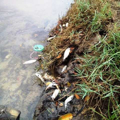 Cá chết trắng bờ biển miền Trung, ngư dân sợ hãi: Đâu là nguyên nhân?