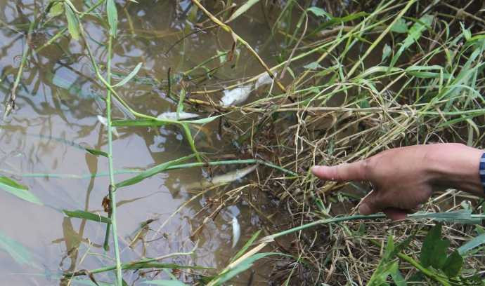 Cá chết trắng ở Thanh Hóa: Nhà máy mía đường nhận lỗi xả thải ô nhiễm