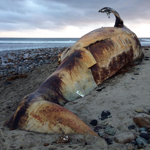 Cá voi xám nặng 27 tấn trôi dạt vào bãi biển ở California. Ảnh Huffpost Weird News Cá voi xám nặng 27 tấn trôi dạt vào bãi biển ở California. Ảnh Huffpost Weird News