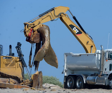 Các quan chức đã đưa ra được giải pháp tối ưu để xử lý cái xác trương phình này. Ảnh Huffpost Weird News Các quan chức đã đưa ra được giải pháp tối ưu để xử lý cái xác trương phình này. Ảnh Huffpost Weird News