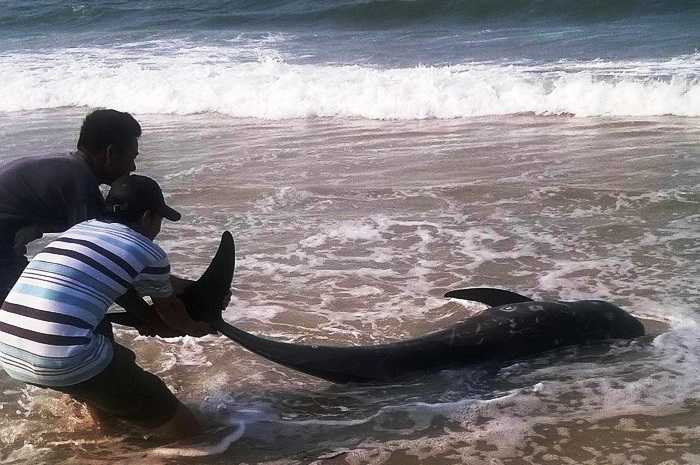 Người dân phát hiện thi thể cá voi năng 100kg trôi dạt vào bờ