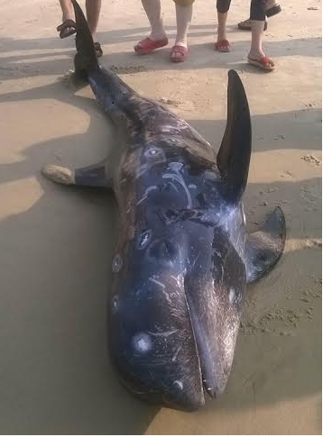 Chú cá voi chết sau vài phút bị dạt vào bờ.