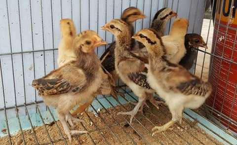 Gà vảy rồng giống có giá trên dưới 400.000 đồng/con. Theo anh Quang, hiện nay gà vảy rồng đang được giới đấu gà săn lùng ráo riết, chỉ cần có hàng đẹp, thiện chiến họ sẵn sàng bỏ cả chục triệu đồng để mua. Gà vảy rồng giống có giá trên dưới 400.000 đồng/con. Theo anh Quang, hiện nay gà vảy rồng đang được giới đấu gà săn lùng ráo riết, chỉ cần có hàng đẹp, thiện chiến họ sẵn sàng bỏ cả chục triệu đồng để mua.