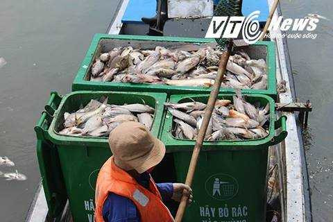  Giám đốc Sở NN&PTNT TP HCM Nguyễn Phước Trung cho biết: Cá chết trên ở Sài Gòn do cơn mưa đầu mùa đẩy các chất thải độc ra kênh Nhiêu Lộc - Thị Nghè gây ô nhiễm nguồn nước.