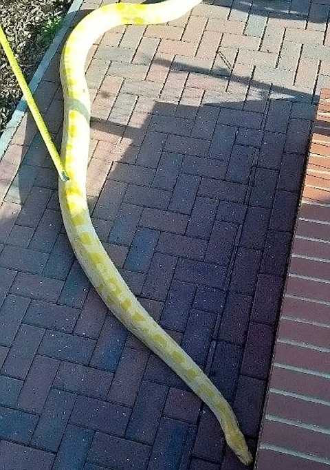 Tuy nhiên, đây lại là một con rắn đáng yêu, vợ chồng Martin đã giữ nó lại trong ngôi nhà của mình. Ảnh Dailymail