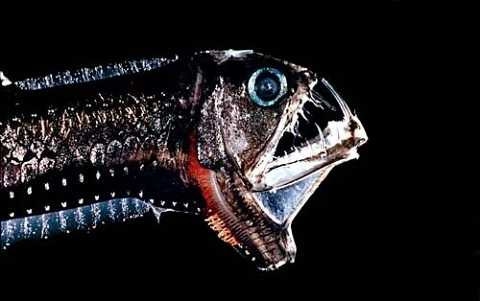 Cá rắn lục có miệng to với những chiếc răng khổng lồ và có móc. Cá rắn lục có miệng to với những chiếc răng khổng lồ và có móc.