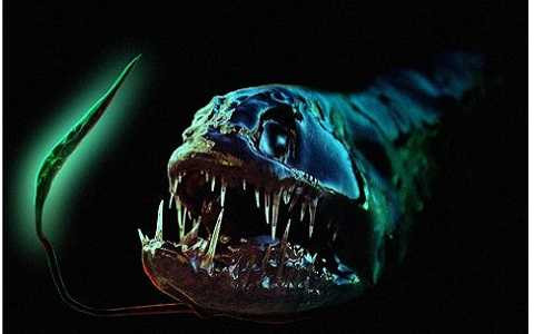 Cá rồng sống ở khoảng 1.500 m dưới đáy đại dương. Cá rồng sống ở khoảng 1.500 m dưới đáy đại dương.