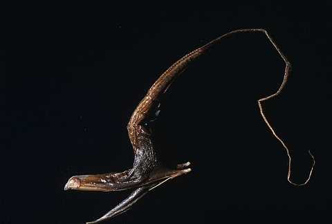 Loài lươn có miệng khổng lồ có thể nuốt chừng nhiều con vật có kích thước lớn cơ thể chúng. Loài lươn có miệng khổng lồ có thể nuốt chừng nhiều con vật có kích thước lớn cơ thể chúng.