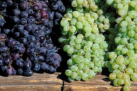 Nho là một trong những loại trái cây độc hại, dễ bị nhiễm hóa chất nhất do vỏ mỏng và dễ bị dập thối