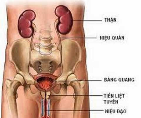 Nhịn tiểu là nguyên nhân gây nên hàng loạt các bệnh về đường tiết niệu
