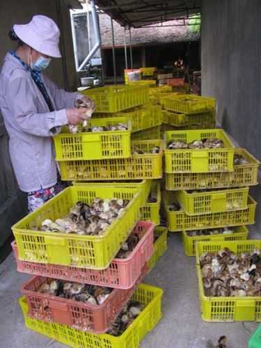 Chỉ ngồi phân biệt giới tính gà con kiếm lương 100 triệu đồng mỗi tháng