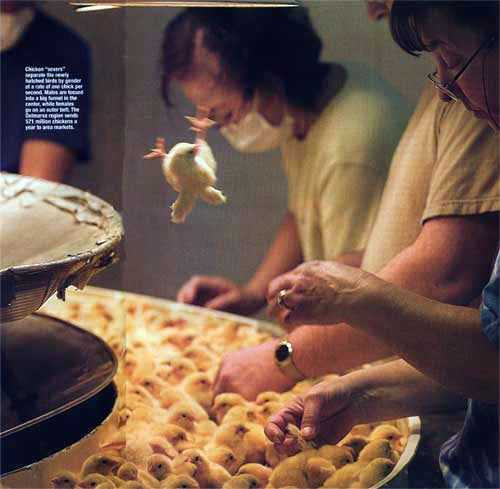 Để phân loại được giới tính, yêu cầu trước tiên phải là gà mới nở sau vài giờ, chưa được cho ăn.