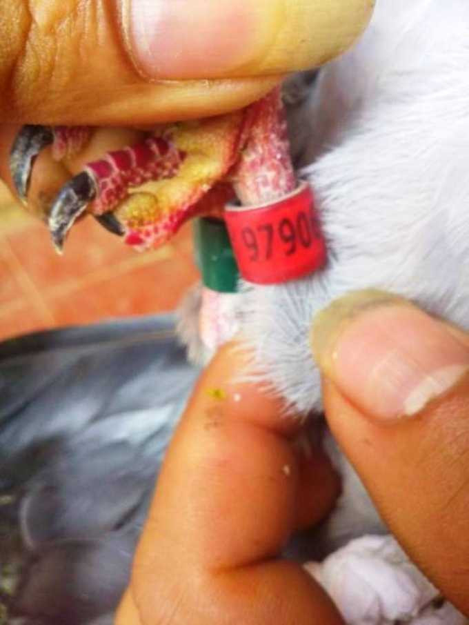 Chim bồ câu có ký tự lạ nghi gắn chip điện tử ở Nghệ An