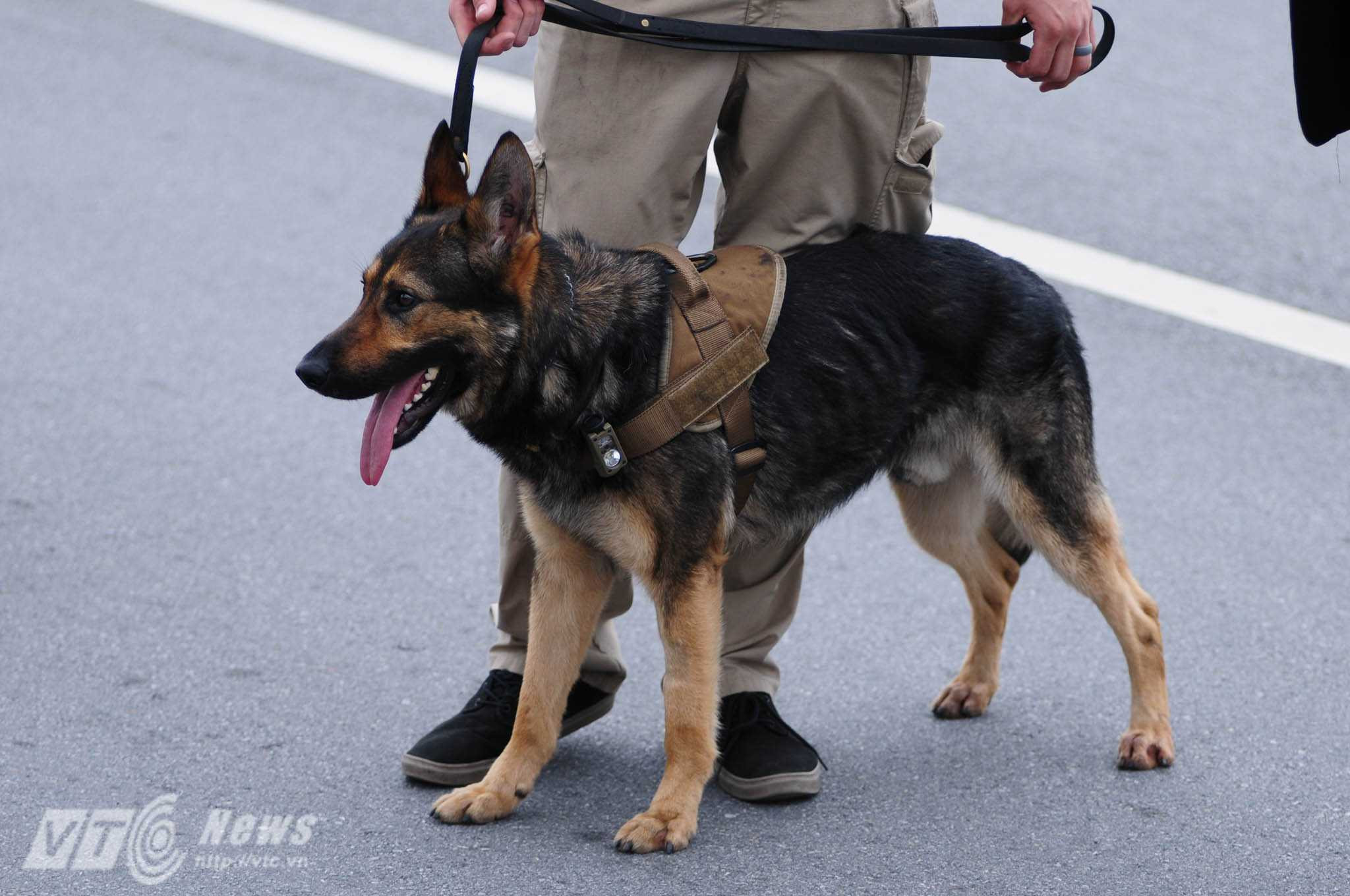 Dưới mặt đất còn có sự hỗ trợ của chó nghiệp vụ - Ảnh: Tùng Đinh