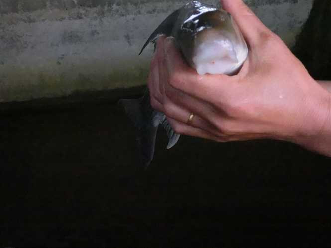 Mồm giống mồm lợn