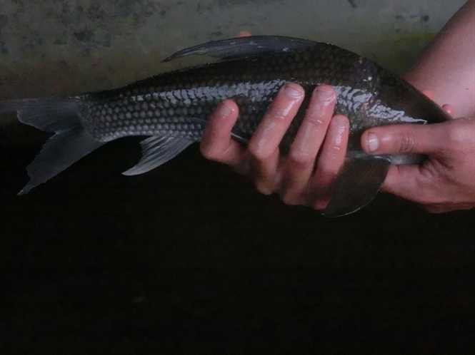 Thân giống cá chép