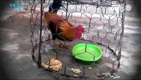 Nơi chế biến còn nhốt cả gà