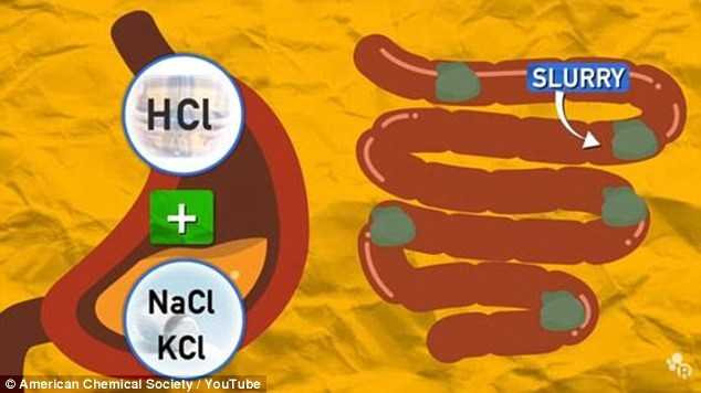 Khi cơ thể bạn nuốt phải kẹo cao su, bã kẹo cao su cũng sẽ đi qua hệ tiêu hóa giống như tất cả mọi loại thực phẩm khác. Các chất tiết ra từ cơ thể có thể ngay lập tức phá vỡ một số thành phần của kẹo cao su, chẳng hạn như chất làm ngọt và chất chiết xuất từ dầu, nhưng với chất bảo quản hay chất đàn hồi trong đó thì phải mất một vài ngày. 