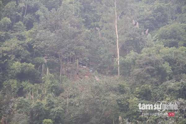 Cánh rừng già nơi ông Bình sống