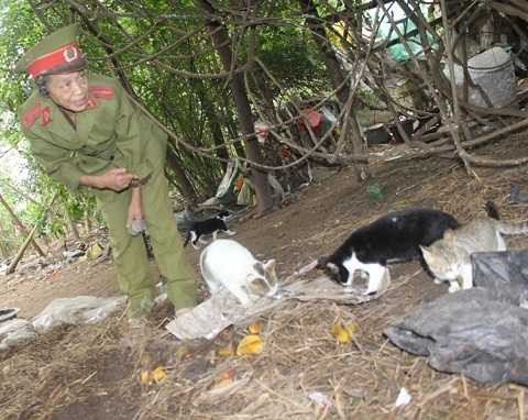Trong khu nghĩa địa này, bà Huệ nuôi hơn 20 con mèo hoang cùng 3 con bò Trong khu nghĩa địa này, bà Huệ nuôi hơn 20 con mèo hoang cùng 3 con bò