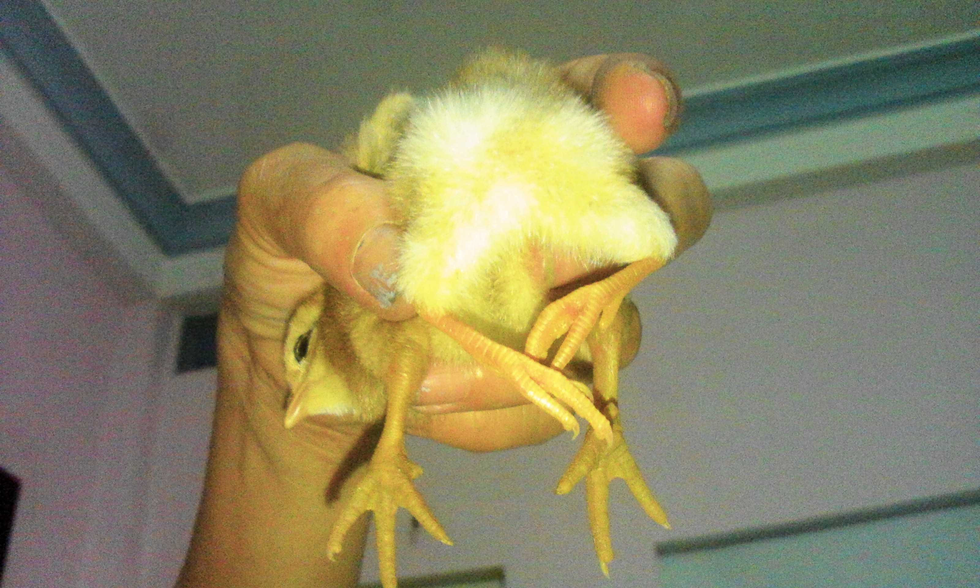 Con gà con có 4 chân ở thành phố Đà Nẵng.