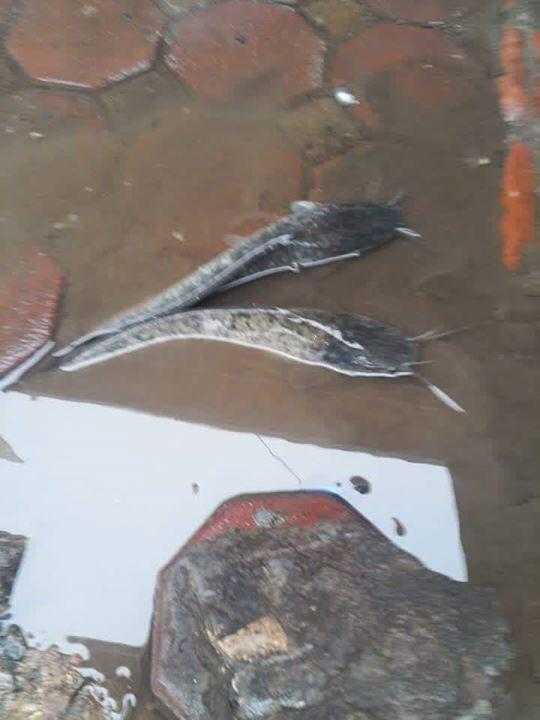 Cá tung tăng bơi lội trên đường - Nguồn ảnh: FB