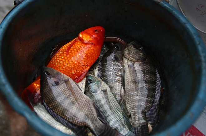 Thành quả sau trận mưa ngập. Nguồn ảnh: Vnexpress