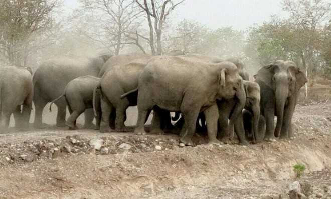 Đàn voi rừng vào khu vực dân cư giữa ban ngày. Ảnh: Người dân cung cấp.