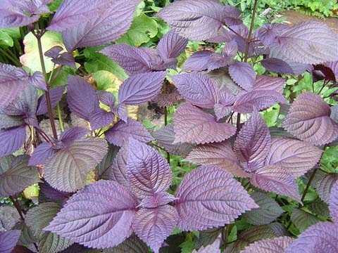 Dùng lá tía tô đem xay hoặc giã nhỏ vắt nước cốt uống, còn bã thì xát vào chỗ da bị nổi mẩn đỏ