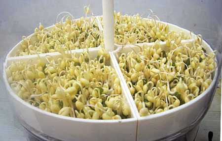 Nhiều chị em phụ nữ dùng mầm đậu nành để đẹp da, chống lão hóa,...nên khi nghe nói thực phẩm này gây ung thư đã tỏ ra khá hoang mang. Nhiều chị em phụ nữ dùng mầm đậu nành để đẹp da, chống lão hóa,...nên khi nghe nói thực phẩm này gây ung thư đã tỏ ra khá hoang mang.