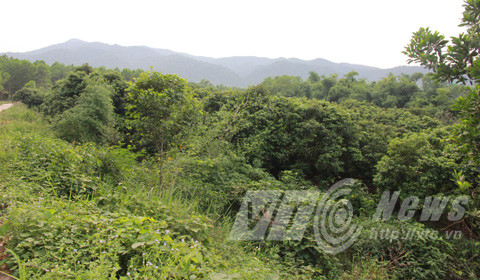 Khu vực chôn người phụ nữ bị giải ăn thịt giờ là vườn cây ăn quả