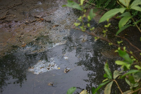 Nước thải của công ty mía đường Hòa Bình đọng lại ở con mương dẫn ra sông Bưởi màu đen kịt, bốc mùi hôi thối nồng nặc. 