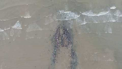 Đến 12h15, cuộc giải cứu cá voi khổng lồ thành công. Theo quan niệm, cá voi dạt bờ mà được giải cứu thành công là lộc lớn với ngư dân.